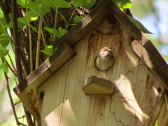 Passer montanus