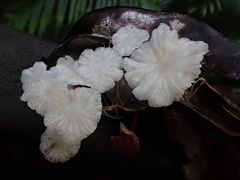 Marasmiellus stenophyllus