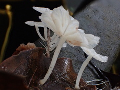 Marasmiellus stenophyllus