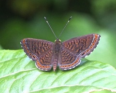 Detritivora barnesi