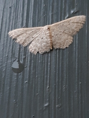 Idaea philocosma