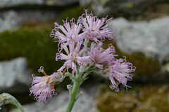 Adenostyles leucophylla