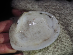 Tellinidae
