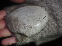 Tellinidae