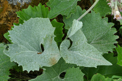 Adenostyles leucophylla