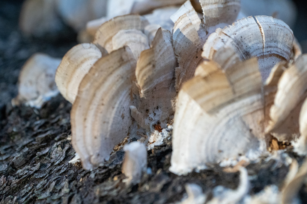 Trichaptum biforme · January 2023 · photo: © tbc_watanabe (iNaturalist, cc-by)