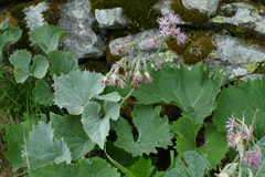 Adenostyles leucophylla