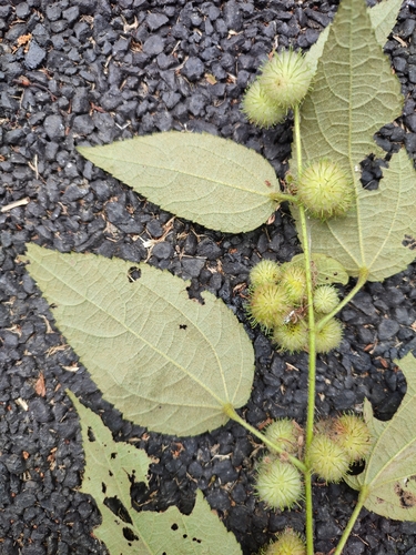 Image of Triumfetta pilosa by (c) rajesh rocky, some rights reserved (CC BY)