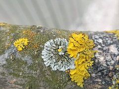 Phaeophyscia