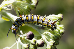 Danaus chrysippus orientis
