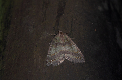 Hydriomena nubilofasciata