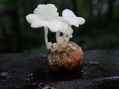 Marasmiellus stenophyllus