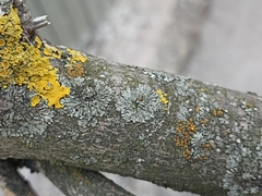 Phaeophyscia