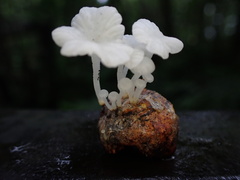Marasmiellus stenophyllus