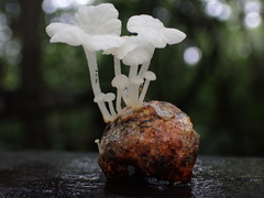 Marasmiellus stenophyllus