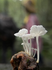 Marasmiellus stenophyllus