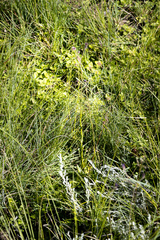 Senecio cathcartensis