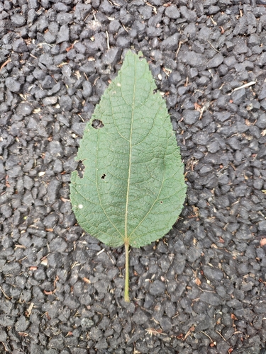 Image of Triumfetta pilosa by (c) rajesh rocky, some rights reserved (CC BY)