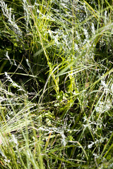 Senecio cathcartensis