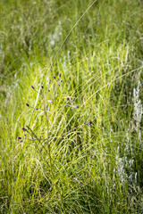 Senecio cathcartensis
