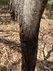 Eucalyptus microcarpa