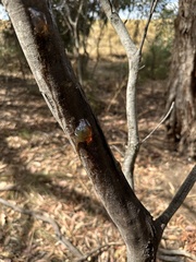 Eucalyptus microcarpa
