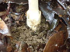 Amanita pseudoporphyria