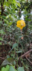 Abutilon persicum