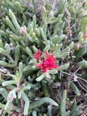 Malephora crocea