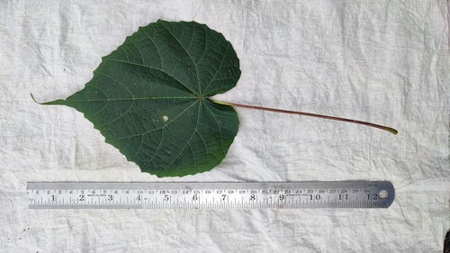 Image of Abutilon persicum by (c) rajesh rocky, some rights reserved (CC BY)