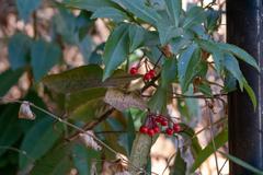 Ardisia crenata