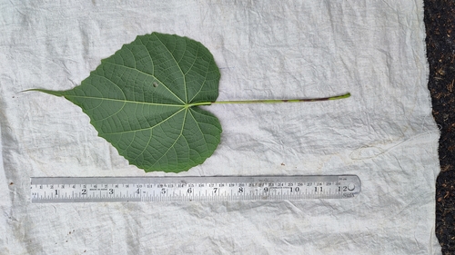 Image of Abutilon persicum by (c) rajesh rocky, some rights reserved (CC BY)