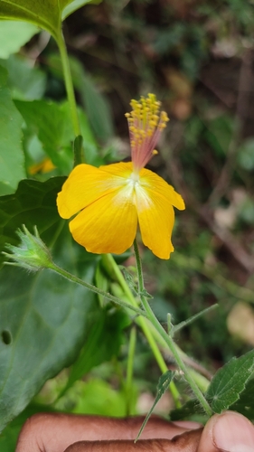 Image of Abutilon persicum by (c) rajesh rocky, some rights reserved (CC BY)