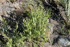Senecio subrubriflorus