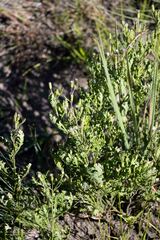 Senecio subrubriflorus