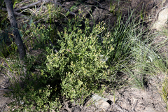 Senecio subrubriflorus