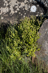 Senecio subrubriflorus