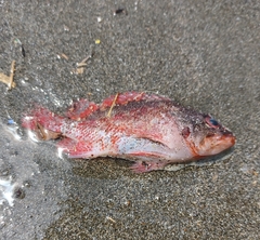 Scorpaenidae
