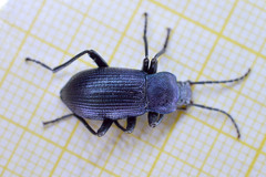 Helopini
