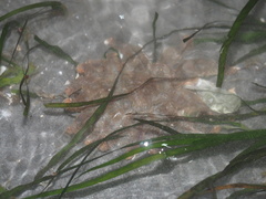 Pycnopodia helianthoides