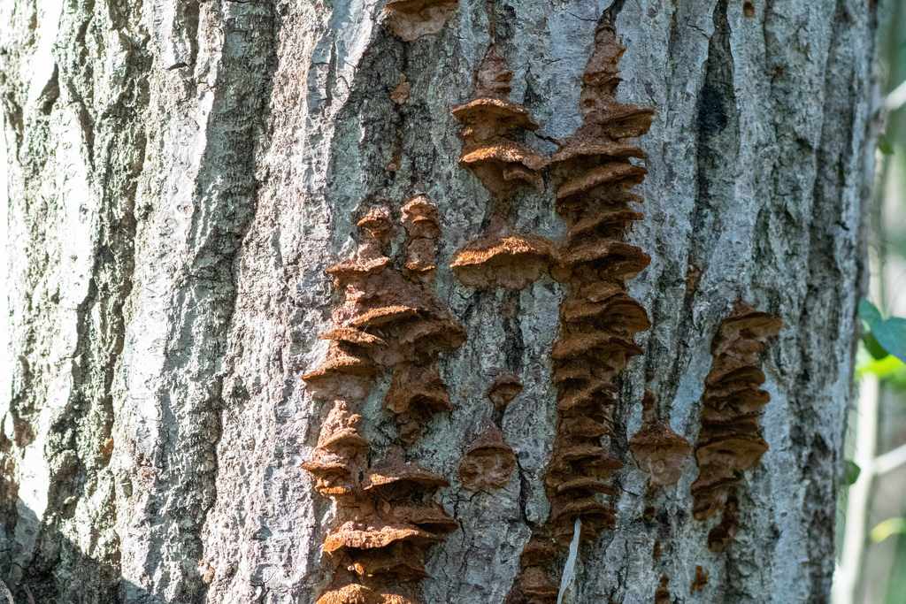 Fuscoporia gilva · January 2023 · photo: © tbc_watanabe (iNaturalist, cc-by)