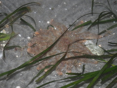 Pycnopodia helianthoides