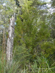 Libocedrus bidwillii