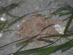 Pycnopodia helianthoides