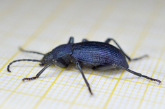 Helopini
