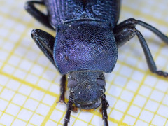 Helopini