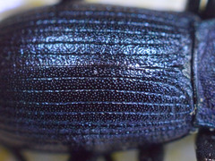 Helopini