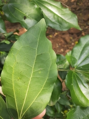 Strychnos nux-vomica