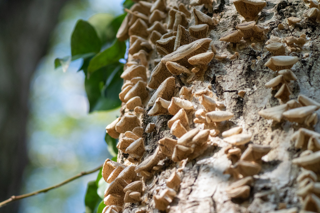 Trichaptum biforme · January 2023 · photo: © tbc_watanabe (iNaturalist, cc-by)