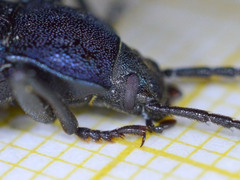 Helopini